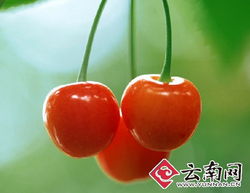 干旱減產致云南本地水果價格攀升，新鮮零售市場迎來挑戰