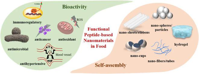 Trends Food Sci. Technol. | 福州大學(xué)汪少蕓教授:食品工業(yè)中制備肽基納米材料的新觀點