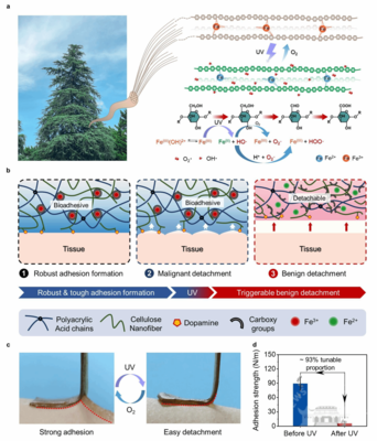 陳朝吉教授團(tuán)隊(duì)在生物質(zhì)基功能凝膠材料領(lǐng)域取得新進(jìn)展